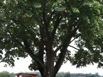 Zabiegi pielęgnacyjne pomników przyrody ZPK, 